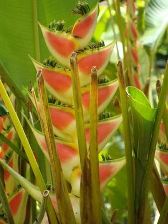 a close up of a watermelon plant at Ô Fil de l'Eau in Pointe-Noire
