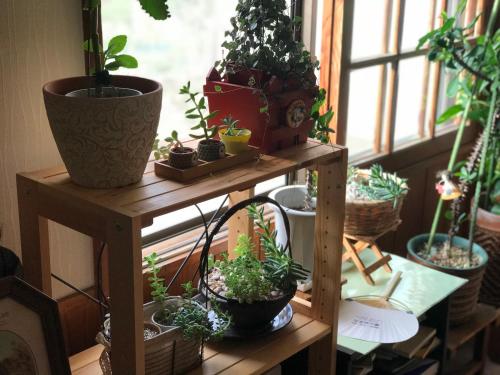 a group of potted plants on a shelf in a window at Fureai No Yado Yasuragi in Nozawa Onsen