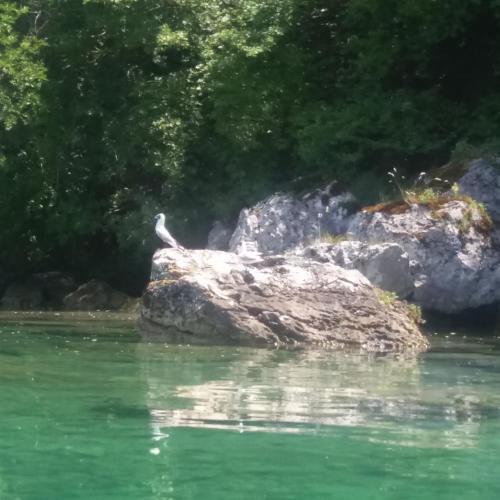 a bird sitting on a rock in the water at Rooms and Apartaments De Niro in Trpejca