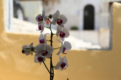 a bunch of white orchid flowers in a vase at Suite mozart in Vieste