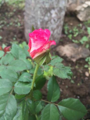 a pink rose on a stem with green leaves at Sunshine Homestay in Phong Nha