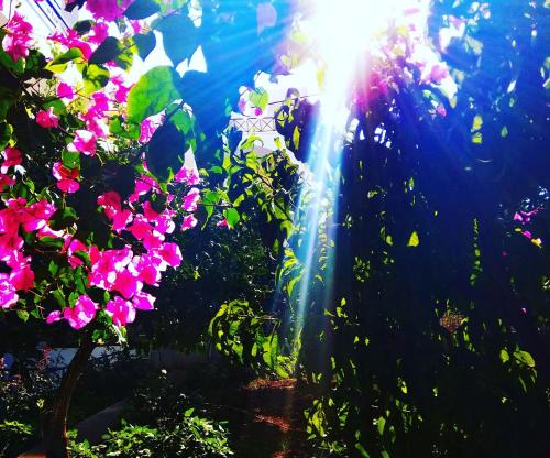 a tree with pink flowers and the sun in the background at Christina Perlia Studios in Poros