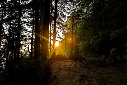 a sun shining through the trees in a forest at Brij Villa, Dalhousie - A Colonial Luxury Retreat in Dalhousie