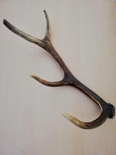 a pair of antlers hanging on a wall at HOTEL Jerolitsch in Krumpendorf am Wörthersee