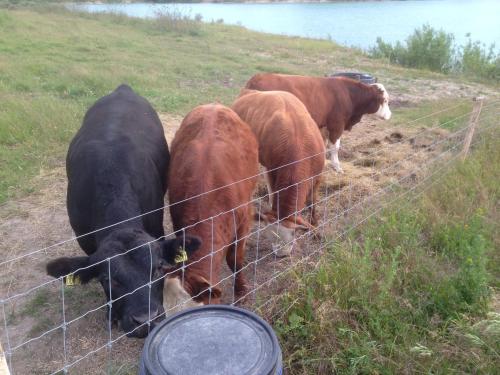 a group of cows standing next to a fence at Country flat in Roskilde