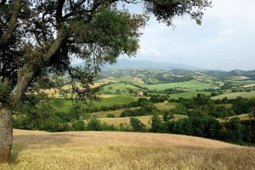 a view of a field with a tree on a hill at Agriturismo Le Calle in Cinigiano