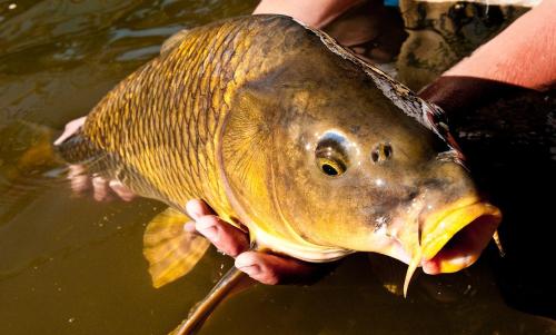 a person holding a large fish in their hand at Country flat in Roskilde