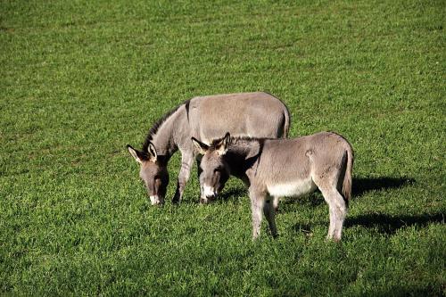two cows are standing in a field of grass at Agriturismo Le Calle in Cinigiano