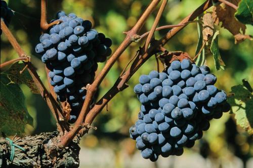 two bunches of grapes hanging from a tree at Agriturismo Le Calle in Cinigiano