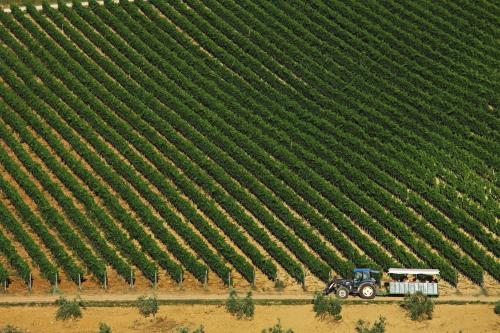 an aerial view of a tractor in front of a vineyard at Agriturismo Le Calle in Cinigiano