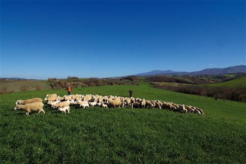 a herd of sheep grazing in a field at Agriturismo Le Calle in Cinigiano