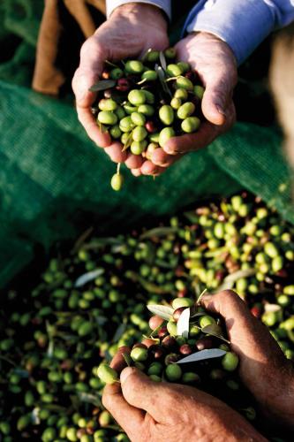 a group of people holding a pile of green olives at Agriturismo Le Calle in Cinigiano