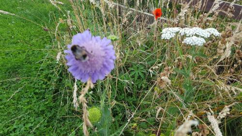 a bumblebee sitting on a purple flower in a field at Wester Blackpark Farm in Inverness