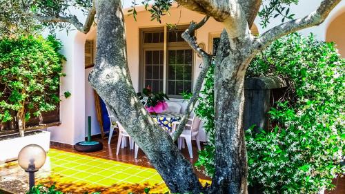a tree in the yard of a house at Appartamenti Luongo in Ischia