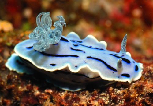 a sea shell is sitting on a rock at Rene's Diverslounge Resort in Calape