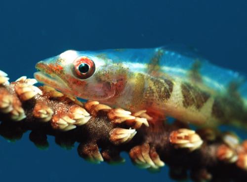 a fish sitting on top of an object in the water at Rene's Diverslounge Resort in Calape