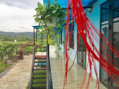 a house with a plant on the side of it at Sunshine Homestay in Phong Nha