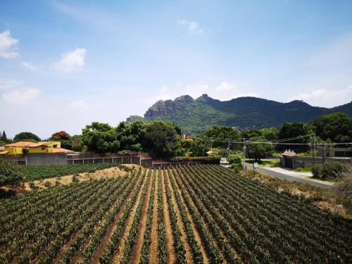 un campo de cultivos con montañas en el fondo en La Casa del Volcan, en Tlayacapan