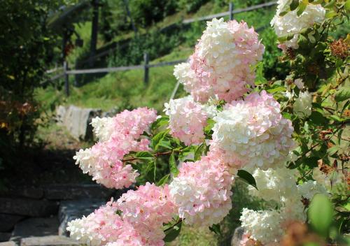 a bunch of pink and white flowers on a bush at Appartements Naturnah in Schladming