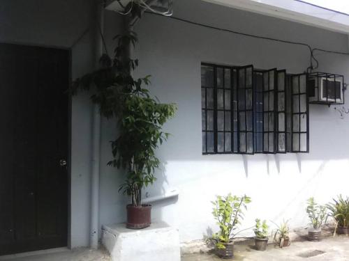 a white wall with potted plants and a window at JS3 Studio Apartments in Legazpi