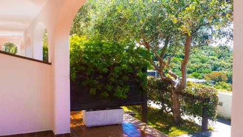 a view of a tree from a room with a window at Appartamenti Luongo in Ischia