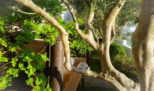 a tree with green leaves next to a fence at Appartamenti Luongo in Ischia