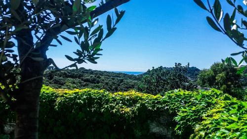 a view of the ocean from a tea plantation at Appartamenti Luongo in Ischia