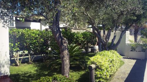 a tree in the middle of a yard with bushes at Appartamenti Luongo in Ischia