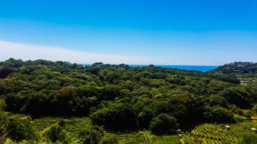 an aerial view of a forest with the ocean in the background at Appartamenti Luongo in Ischia