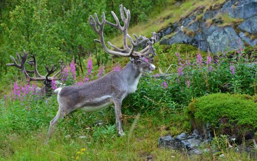 a deer with antlers standing in a field of flowers at Rivdnji Holiday Home Smørfjord in Russenes