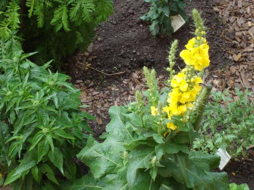 a plant with yellow flowers in a garden at Ferienbauernhof Beer in Schoppernau