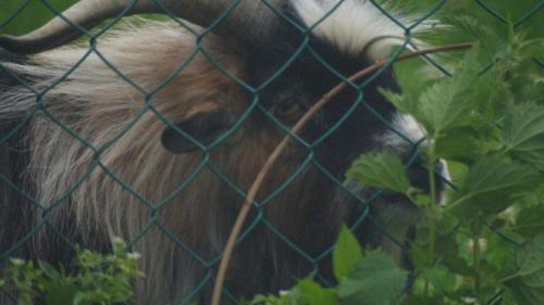 an elephant standing behind a fence at Ferienwohnungen Dzido in Hermagor