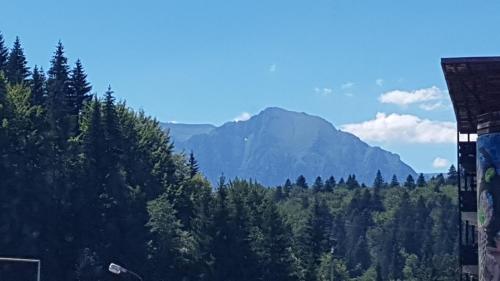 a view of a forest with a mountain in the background at Camere de Inchiriat IGLOO in Predeal
