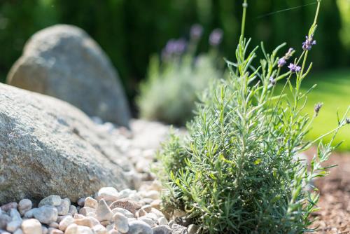 a garden with rocks and a green plant at Moar am Ort in Schenna