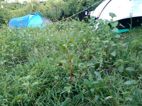 a field of tall grass with a tent in the background at Camping late in Gjirokastër
