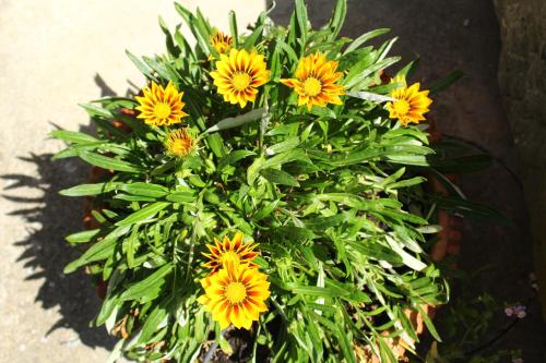 a bunch of yellow flowers in a plant at Il Casolare in Penna