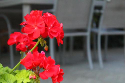 a vase with red flowers in front of a chair at Il Casolare in Penna