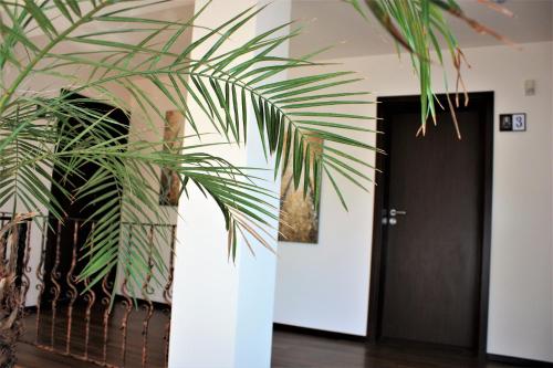 a plant in a hallway next to a door at Silva House in Deva