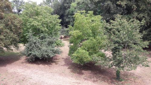an overhead view of two trees in a forest at Le petit plessis in Ruaudin