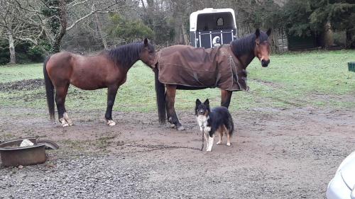 a dog walking in front of two horses at Le petit plessis in Ruaudin