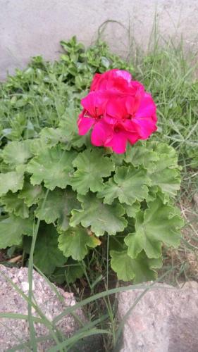 a pink flower sitting next to a wall at Hostal Sisabel in Tinogasta