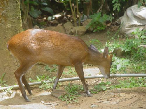 a deer is walking in the dirt at Sinharaja Kurulu Ella Eco Resort in Deniyaya