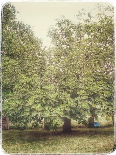 Jardin de l'établissement Borgo Acque Romane
