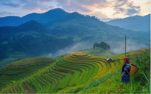 a person standing on a hill next to a field at Tavan View Homestay in Sa Pa