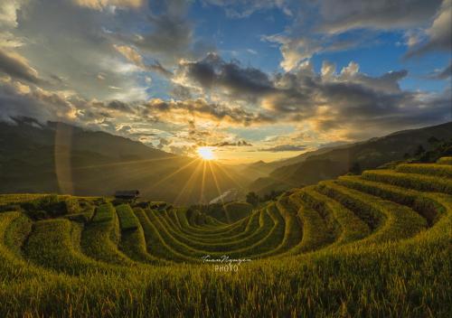 a field of crops with the sun in the background at Tavan View Homestay in Sa Pa