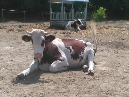 a brown and white cow laying in the dirt at All'Antica Ruggine in Alseno
