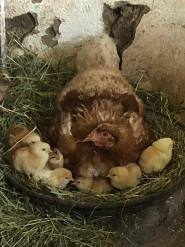 ゲストハウスの敷地内または近くにいる動物