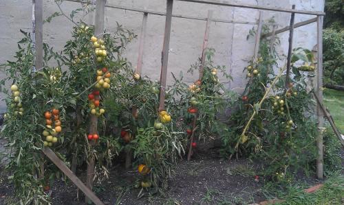 a bunch of tomatoes growing in an apple orchard at Penzion Slunečno in Dobšín