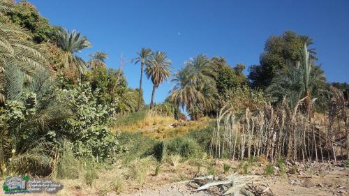 a group of palm trees in a field at Nubian Lotus in Aswan