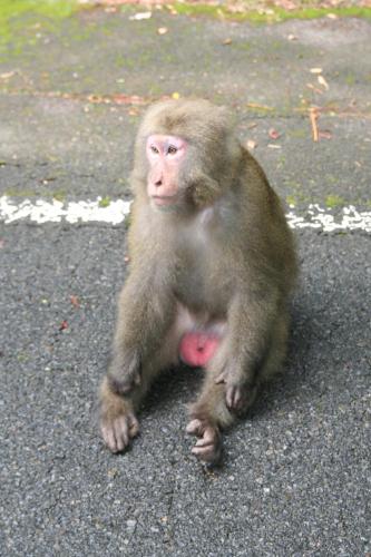 a monkey sitting on the ground in the road at Yakunoyado Taguchi in Yakushima